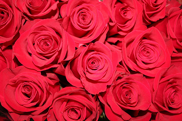 Red Roses