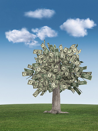 money tree & blue sky