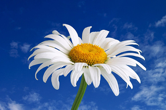 white daisy