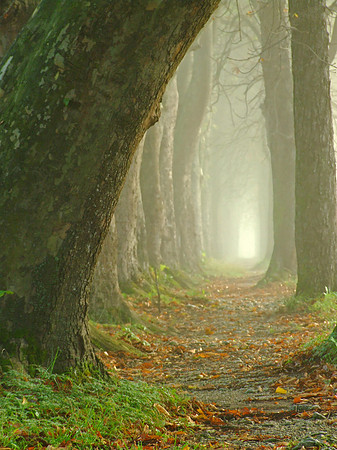 dawn at beautyful alley
