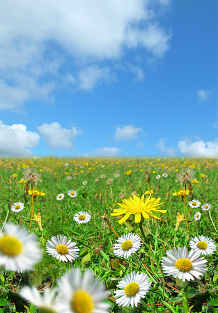 nature's glory